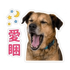 多拉の天龍日常