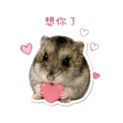 小倉鼠～妞寶寶lov.1