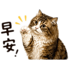 貓咪可愛生活用語