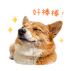 柯基Corona的日常