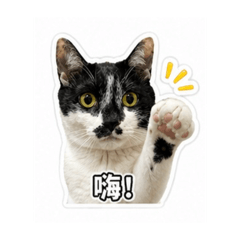 黑嘴喵喵