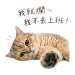 金仔寶寶2