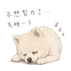 派派（憤青風），長得像狐狸犬的博美小狗狗