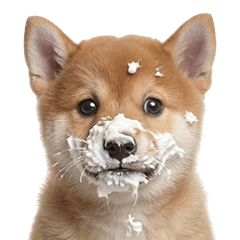 可愛動物區（柴犬幼犬）
