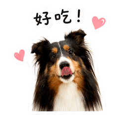 RURU喜樂蒂牧羊犬1.0