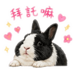 嘟嘟兔日常