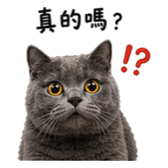 British Shorthair NEKO