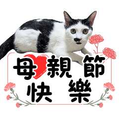 牛奶貓不愛說話 4