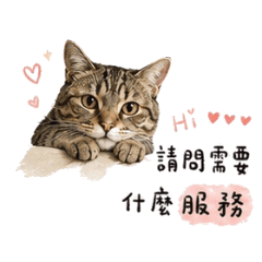 貓咪芋圓服務