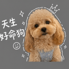 alfie狗比主人難搞