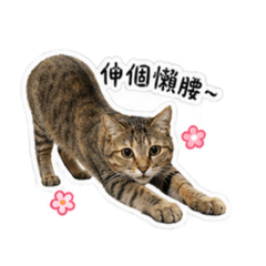 傲嬌貓 - 皮皮