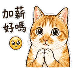 Savage Office Orange Cat