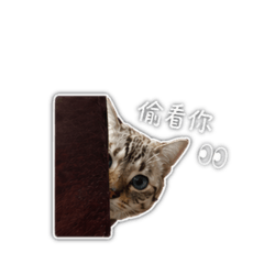 波波與球球