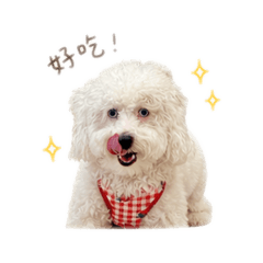 張湯圓生活日常