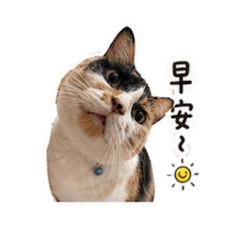 豆喵的日常語錄