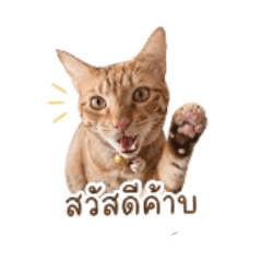 NAPAT_20260427232158