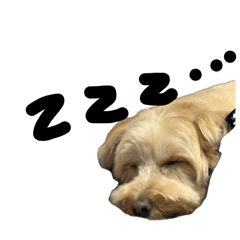 marupuandyoky