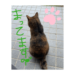 shoraimama_20260429140257