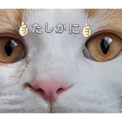 marunattubiyori_20260429140427