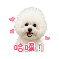 牛奶糖ʕ •ᴥ•ʔ