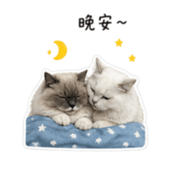 胖miumiu✨