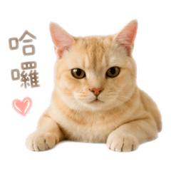 Billion Cat EP1｜日常貼圖