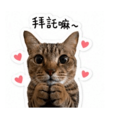 奧DD