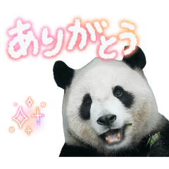 melon_20260429142245