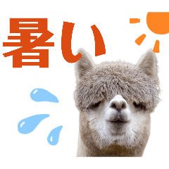 melon_20260429141049
