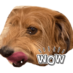 Taamin_20260429142940