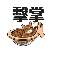 孟加拉豹貓日常生活