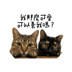 大咪與小咪
