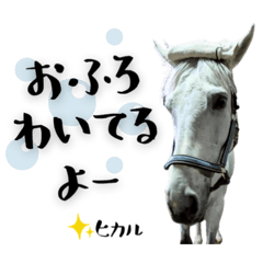 A Second Chance for Horses