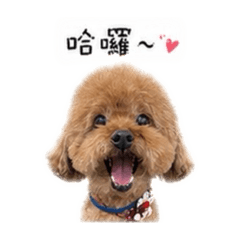 Q比的表情包