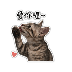 Moni Catt