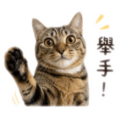 楊貝狗