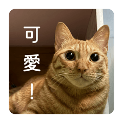 橘子是貓貓