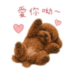 Cookie日常用語1