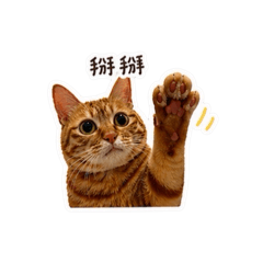 咪醬是隻喵