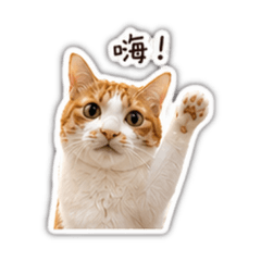 球球是隻貓+小賀是隻貓