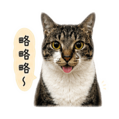 貓咪日常碎碎念