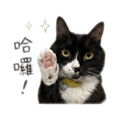 涼太貓貼圖2