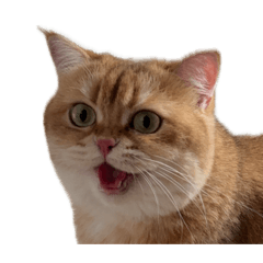 Cinnamon a meme face cat 2