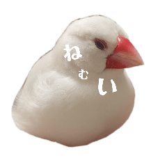 soraskw_20260425003250