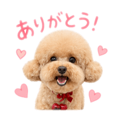 toy poodle pretty stamps