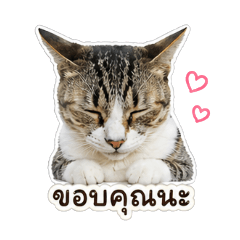 NONGMARUEY