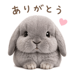 Loppy Rabbit