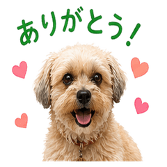 mihosan dog