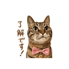 sakameg_20260429150217