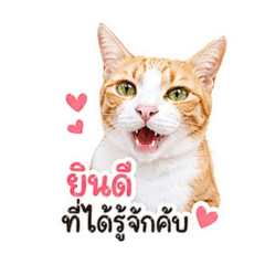 Little Cat Money Bag and Gold Bag